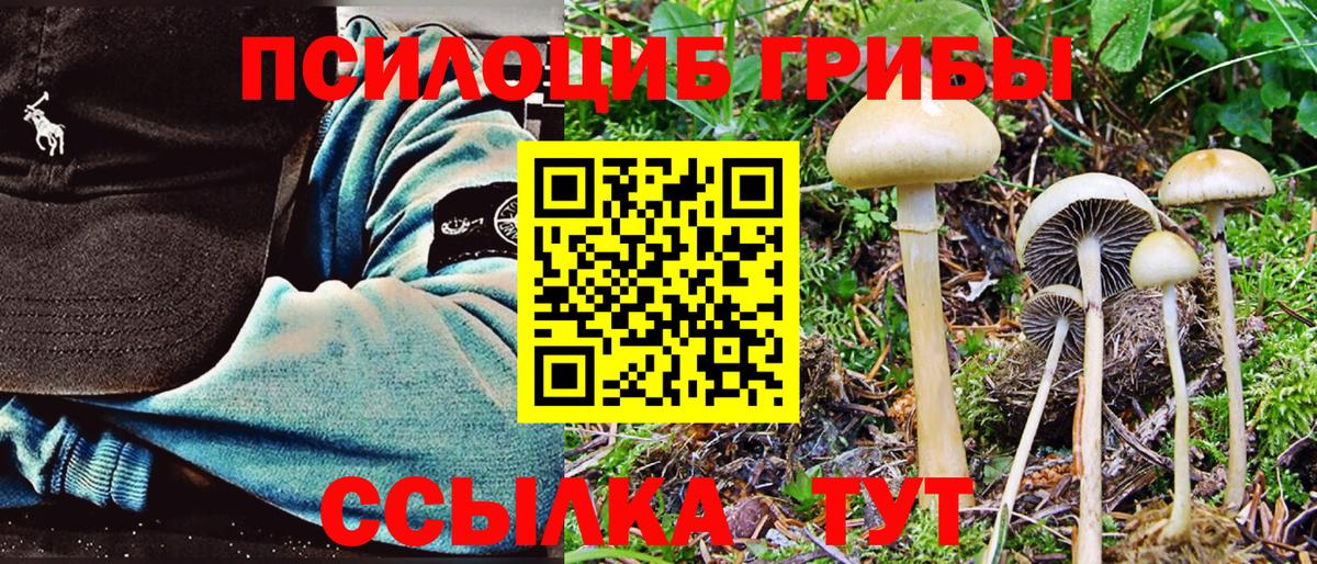 Псилоцибиновые грибы Psilocybe Кашира
